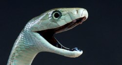 Oglas koji je uzbunio London: Izgubljena zmija - otrovna crna mamba