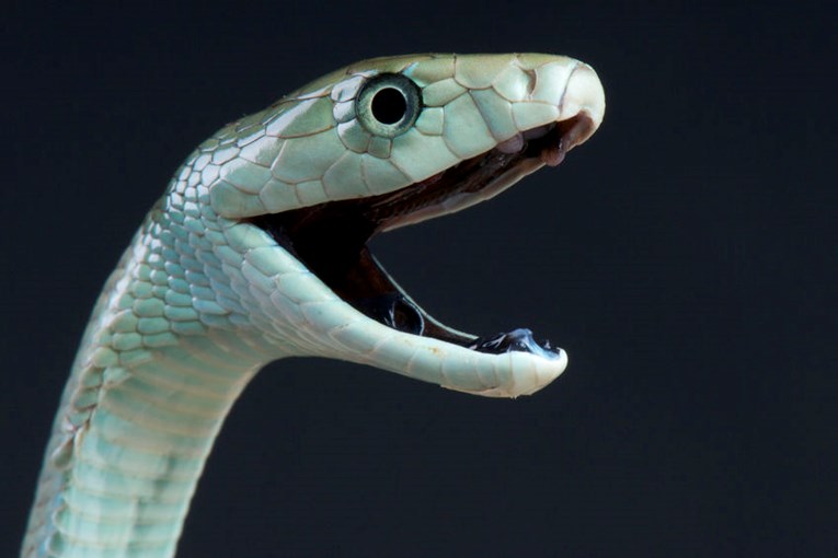 Oglas koji je uzbunio London: Izgubljena zmija - otrovna crna mamba
