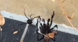 VIDEO Fajt dva najsmrtonosnija pauka na svijetu - koji će pobijediti?