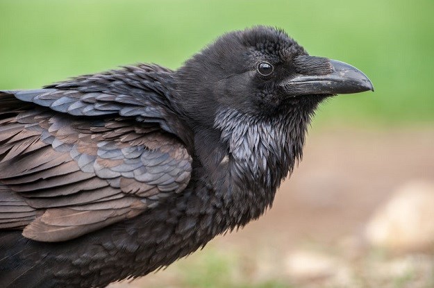 ČUDO PRIRODE Pogledajte zašto vrane smatraju najinteligentnijim pticama