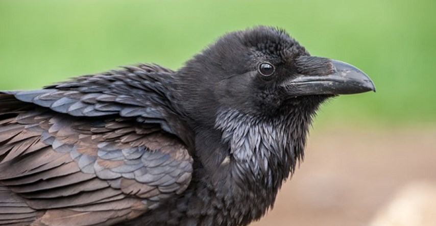 ČUDO PRIRODE Pogledajte zašto vrane smatraju najinteligentnijim pticama