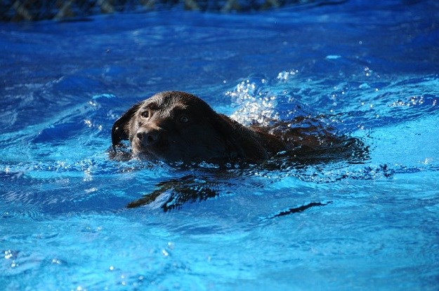 Pas doživio napad panike, skočio u vodu i tražeći vlasnike plivao 14 km