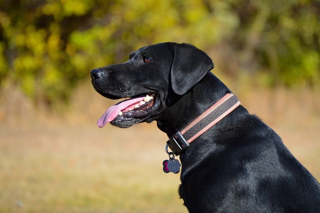 PSEĆI HEROJ Labrador Paddy starca spasio od smrzavanja!