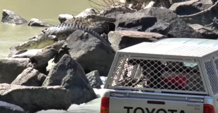 Muškarac ušao u rijeku sa 120 krokodila, završilo je tragično