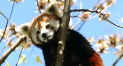U subotu se u zagrebačkom Zoološkom vrtu obilježava Dan crvenih pandi