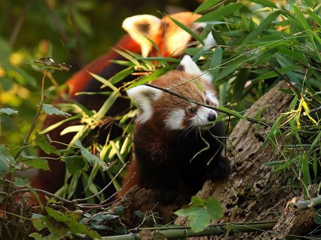 Dan crvenih pandi: Dođite u zagrebački zoo vrt i upoznajte Emu i Popija!