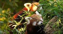 Dan crvenih pandi: Dođite u zagrebački zoo vrt i upoznajte Emu i Popija!