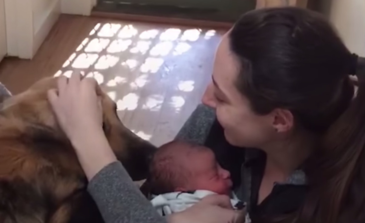 VIDEO Ovi su se psi prvi put susreli s novim članovima obitelji i obožavaju ih