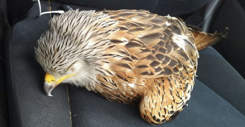 Reporter je spasio ozlijeđenu pticu, no vrlo je brzo požalio zbog svoje odluke