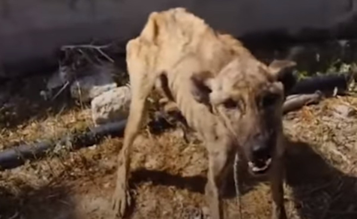 VIDEO Ova izgladnjela kujica doživjela je predivnu preobrazbu