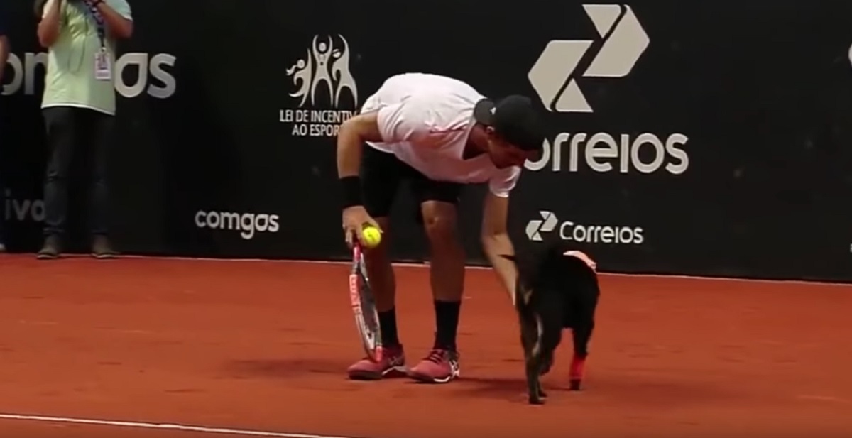 Ma, svaka časti, Brazilci! Loptice na ATP turniru u Sao Paulu skupljat će napušteni psi