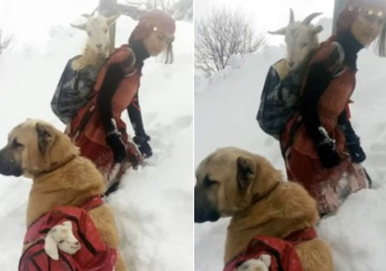 Djevojčica se s psom probijala kroz snijeg da spasi kozu i jare