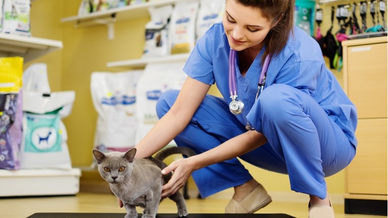 Sterilizacijom mačke spašavate mnoge živote