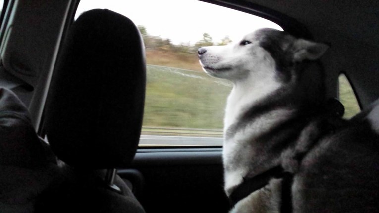 VIDEO Ovi se psi jako vole voziti autom