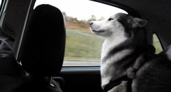 VIDEO Ovi se psi jako vole voziti autom