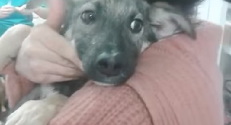 VIDEO Ovaj je psić cvilio svaki put kada ga netko dotakne, a onda je upoznao ženu koja je promijenila sve