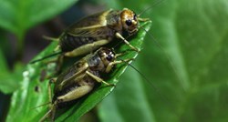 Zvuk cvrčaka mogao bi postati prošlost, prijeti im izumiranje