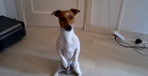 jesu li jack russell terijerima kupirani repovi