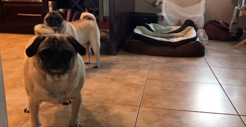 VIDEO "Špijunirali" su svoje pse pomoću kamere nakon što ostanu sami u stanu