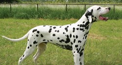 Dalmatinski pas:  Hrvatska pasmina popularnija u Americi nego u domovini