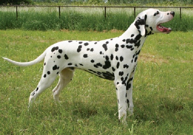 Dalmatinski pas:  Hrvatska pasmina popularnija u Americi nego u domovini