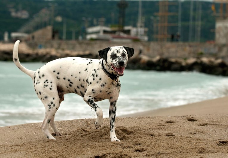 "Dalmatinac" - najpopularnija hrvatska pasmina psa