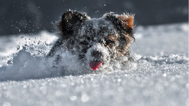 VIDEO Psi i zimske radosti