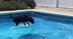 VIDEO Pas je na nevjerojatan način izvukao lopticu iz bazena