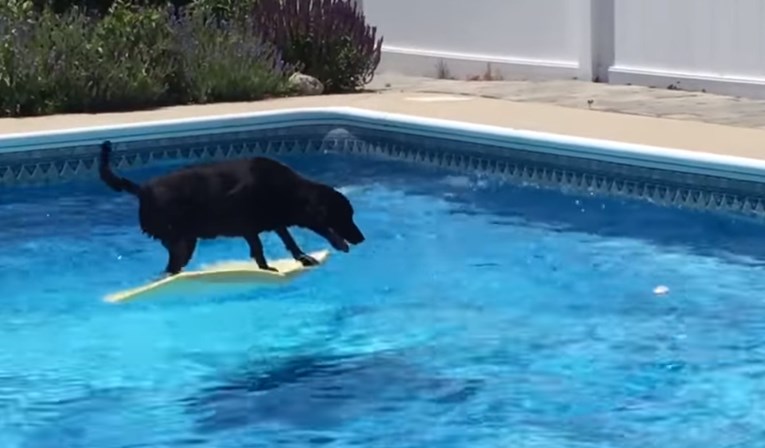 VIDEO Pas je na nevjerojatan način izvukao lopticu iz bazena