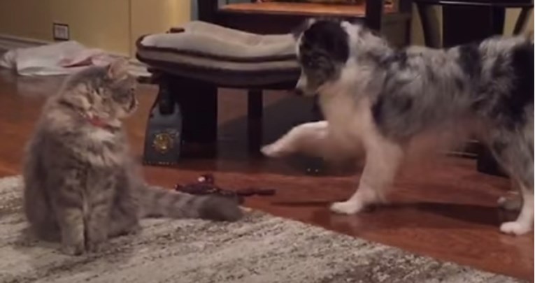 VIDEO Ovi se psi boje mačaka i to izgleda presmiješno