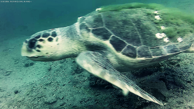 FOTO Podvodna kamera u šibenskom podmorju uhvatila rijetku i ugroženu morsku kornjaču