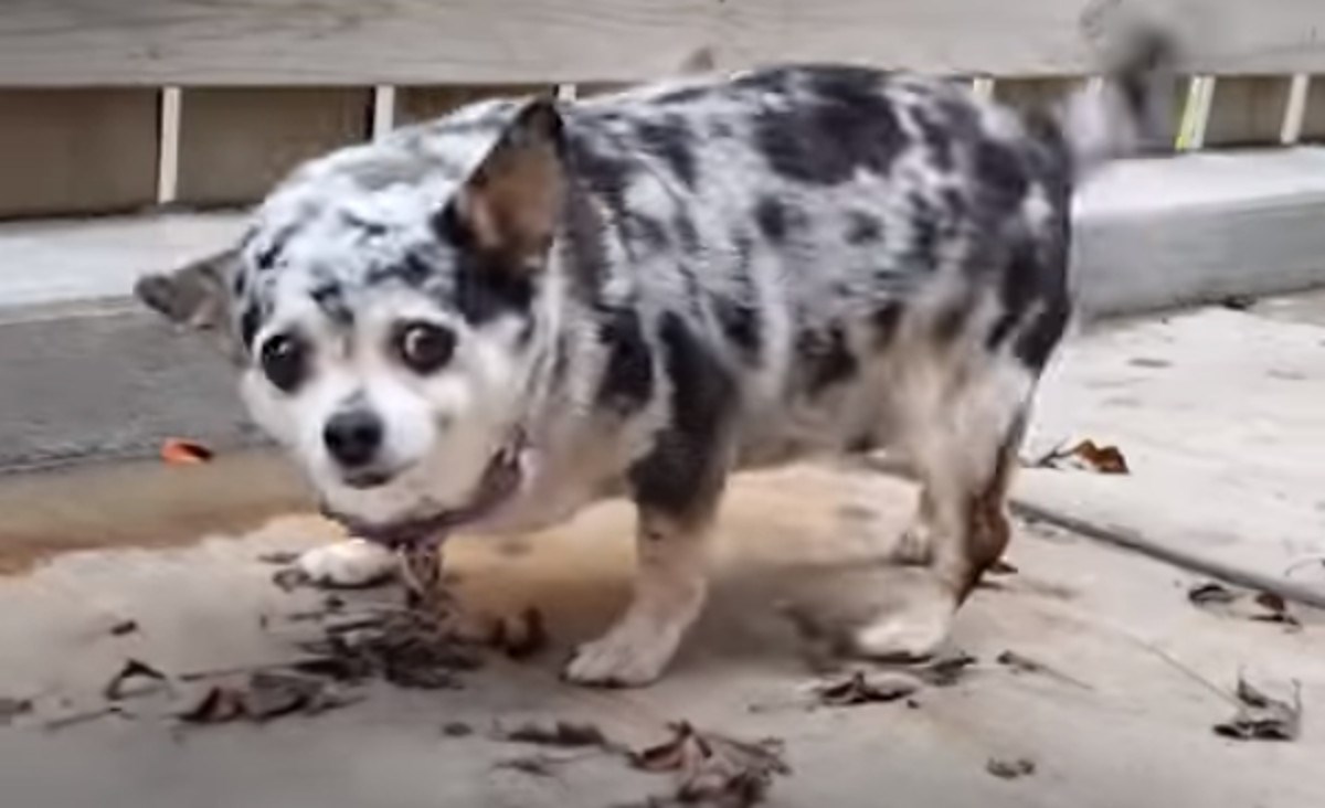 Pretila chihuahua završila je na ulici, a jedna joj je žena odlučila promijeniti život