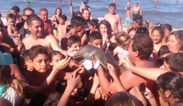 Htjeli su selfie: Turisti navlačili ugroženog delfina po plaži i ostavili ga da ugine