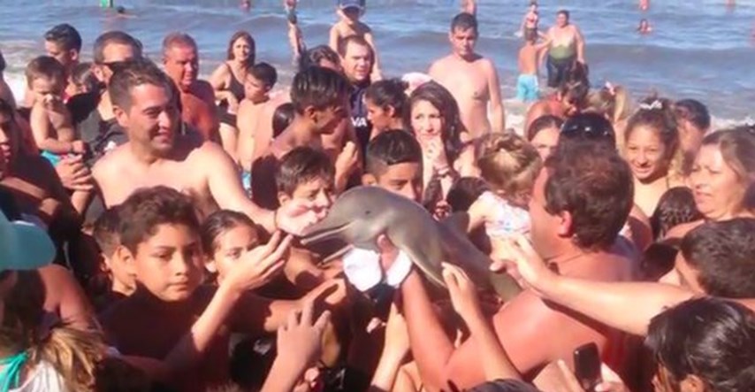 Htjeli su selfie: Turisti navlačili ugroženog delfina po plaži i ostavili ga da ugine