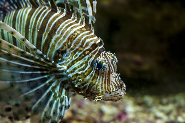Opasna tropska riba koja može ubiti čovjeka širi se Mediteranom