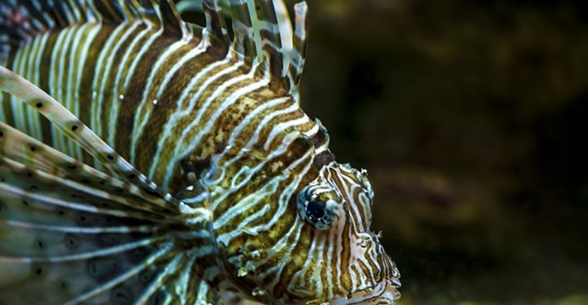 Opasna tropska riba koja može ubiti čovjeka širi se Mediteranom