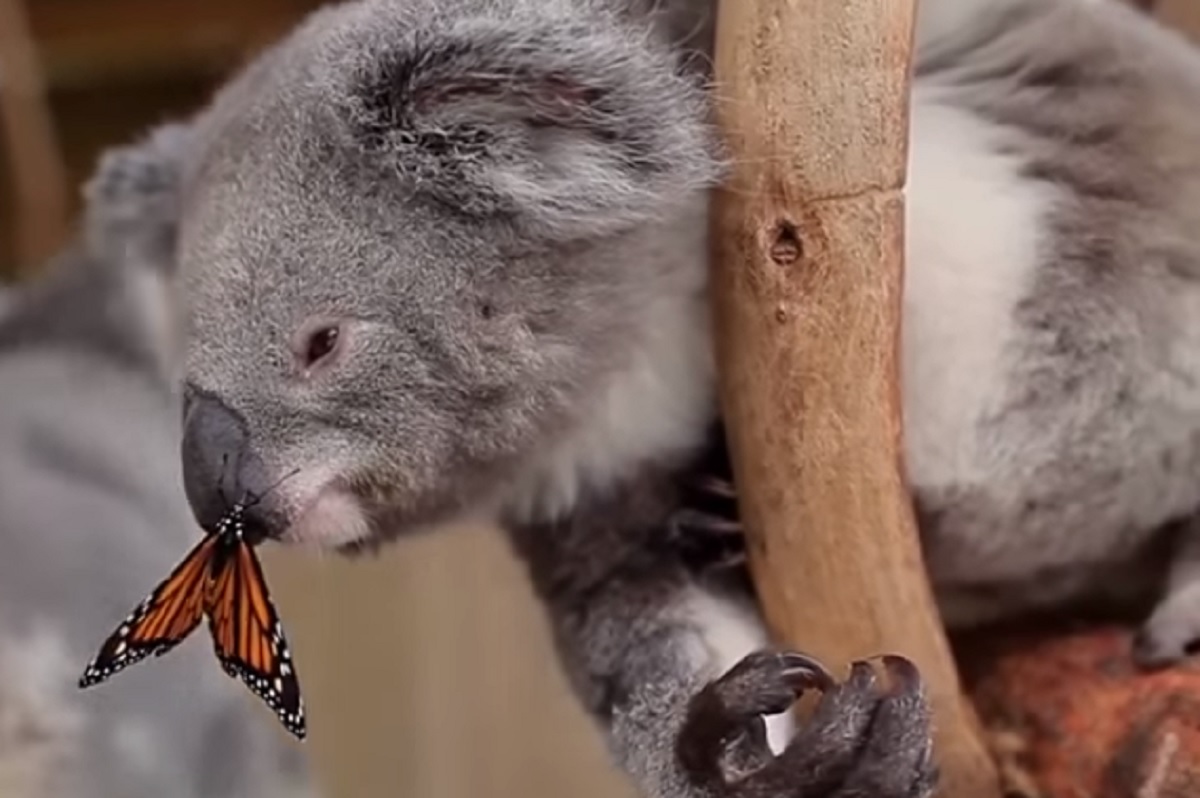 Koalama u Australiji prijeti izumiranje, ulažu 120 milijuna kuna kako bi to spriječili