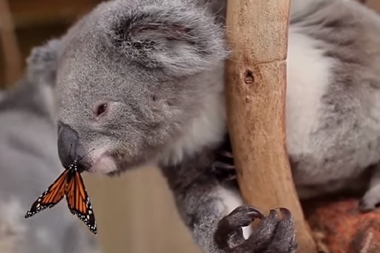 Koalama u Australiji prijeti izumiranje, ulažu 120 milijuna kuna kako bi to spriječili