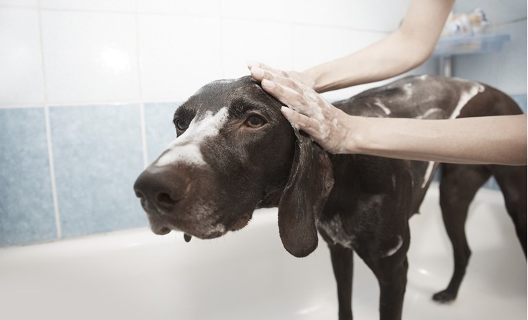 Koliko često trebate kupati svoje pse?