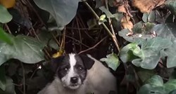 VIDEO Spasili su pet napuštenih štenaca nakon dva tjedna provedenih bez ikoga