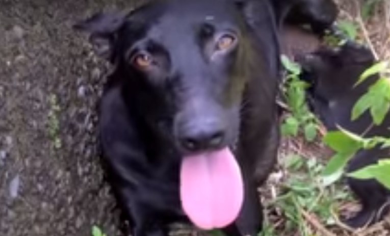 VIDEO Spasili su kujicu i štene koji su zapeli u rupi, no ubrzo su shvatili da su nešto zaboravili