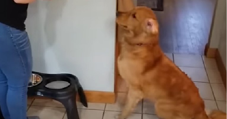 VIDEO Sigurni smo da nikada niste vidjeli psa koji se ovako uzbudi zbog hrane!