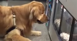 VIDEO Ovaj pas ne želi napustiti pet shop i to izgleda urnebesno