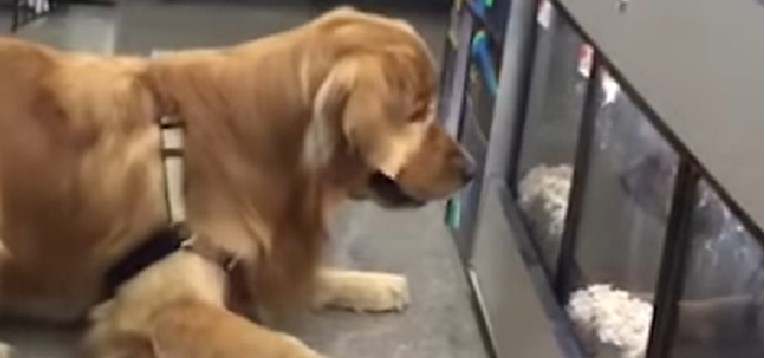 VIDEO Ovaj pas ne želi napustiti pet shop i to izgleda urnebesno
