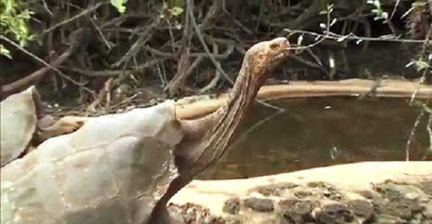 VIDEO Kornjača koja je luda za seksom  vrstu spasila od izumiranja!
