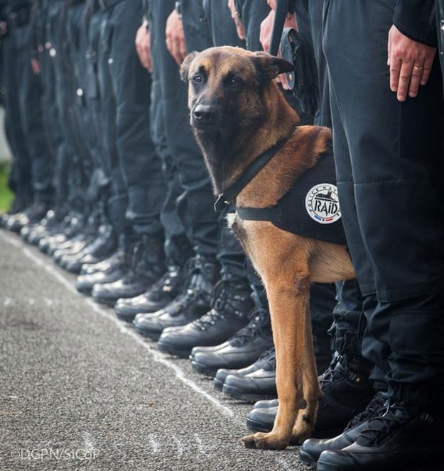Tuga u francuskoj policiji: Teroristi ubili policijskog psa Diesel