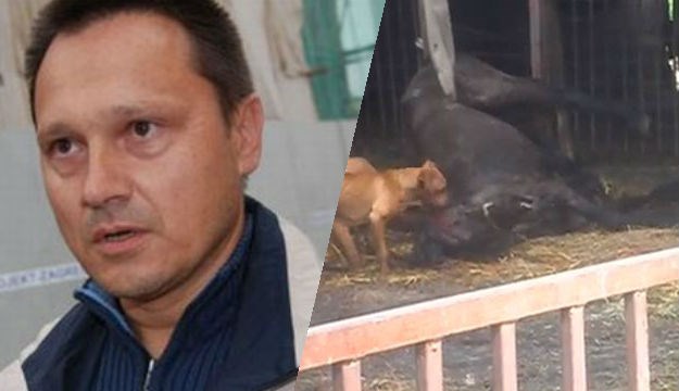 Snimka pasa koji jedu konja na Borkovićevoj farmi uklonjena s YouTubea jer je odvratna i gnjusna