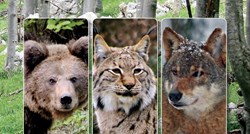 Predstavljamo velike divlje zvijeri koje žive na području Hrvatske