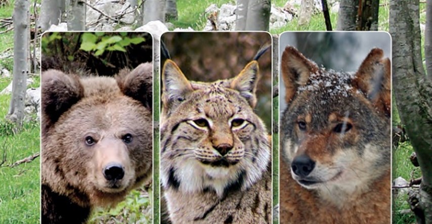 Predstavljamo velike divlje zvijeri koje žive na području Hrvatske