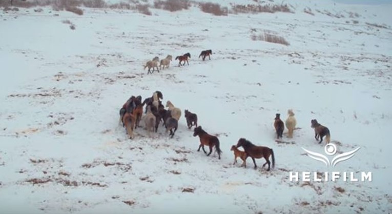 VIDEO Pogledajte fantastičnu snimku hercegovačkih divljih konja u trku na snijegu